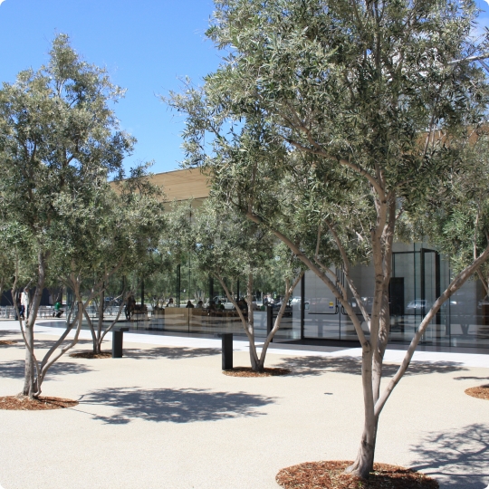 Fruitless Olive Trees For Sale - In the Landscape