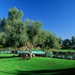 Fruitless Olive Trees in park