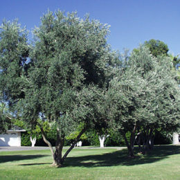 Residential Multi-Trunk Olive Tree