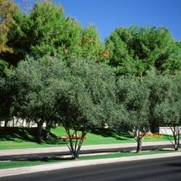 Streets & Medians Swan Hill Olives Tree