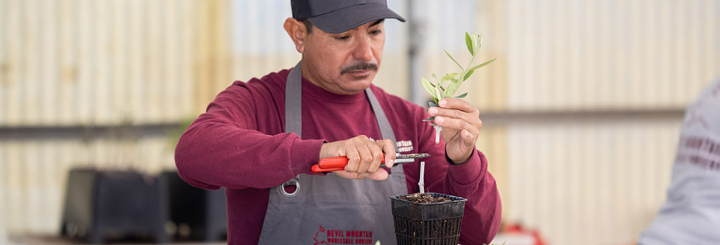 Man Cutting A Plant Stem