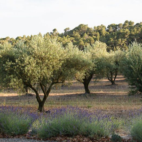 1961 - Non-fruiting European Olive